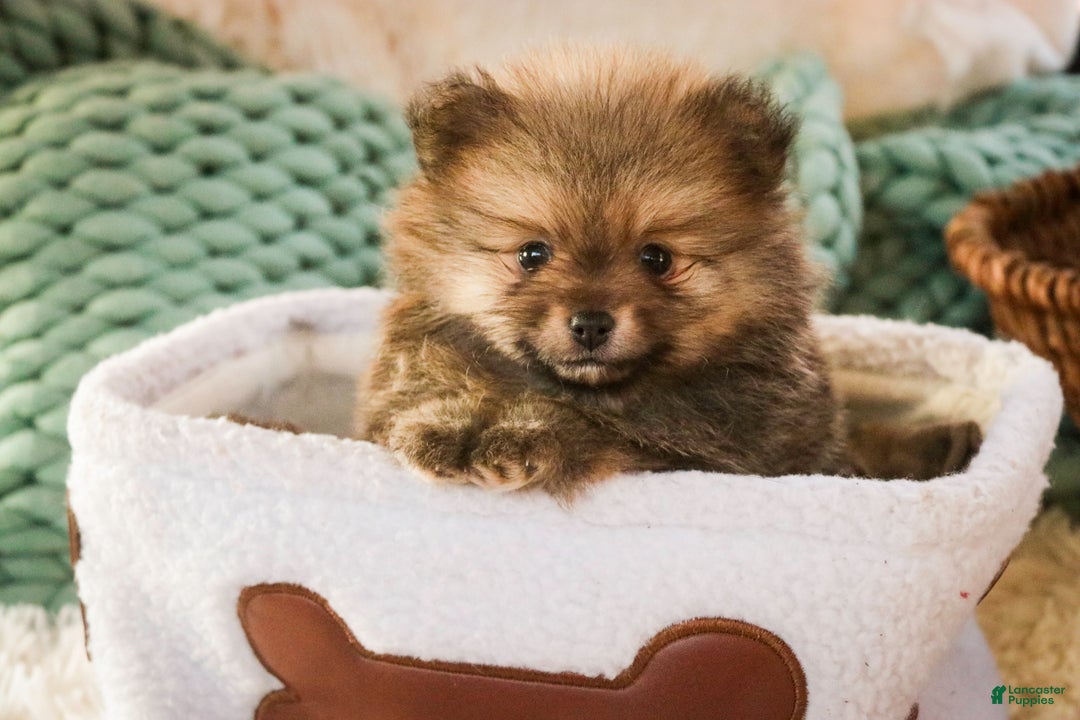 Pomeranian dogs for sale: Mr. Darcy - Ad 4