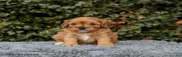 Cavapoo dogs for sale: Maple   - Ad 9