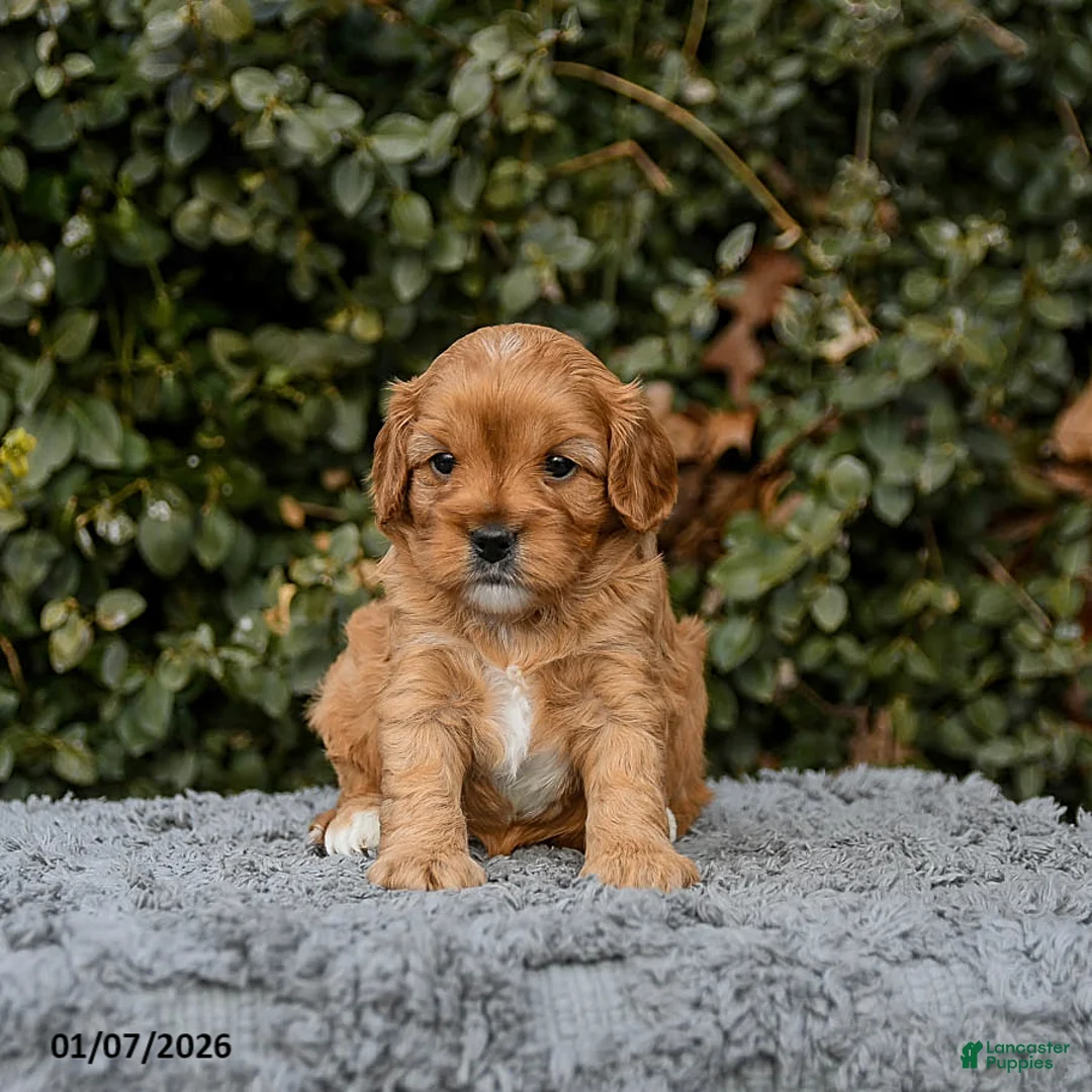 Cavapoo dogs for sale: Maple   - Ad 9
