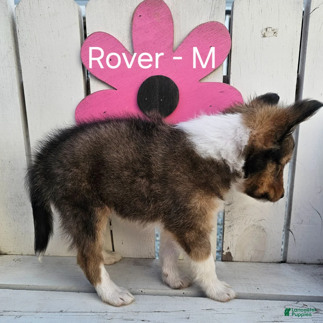 Shetland Sheepdog dogs for sale: Rover - Ad 4