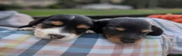 Miniature Dachshund dogs for sale: Ember - Ad 6