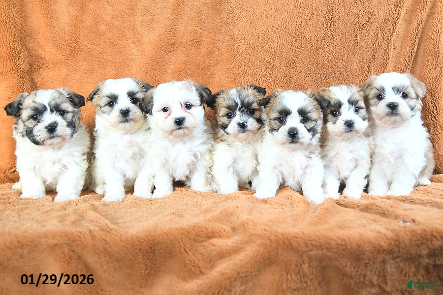 Teddy Bear dogs Nellie - Ad 2