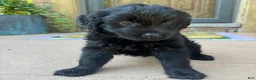 Mixed Breed dogs for sale: 1 Serena - Ad 3