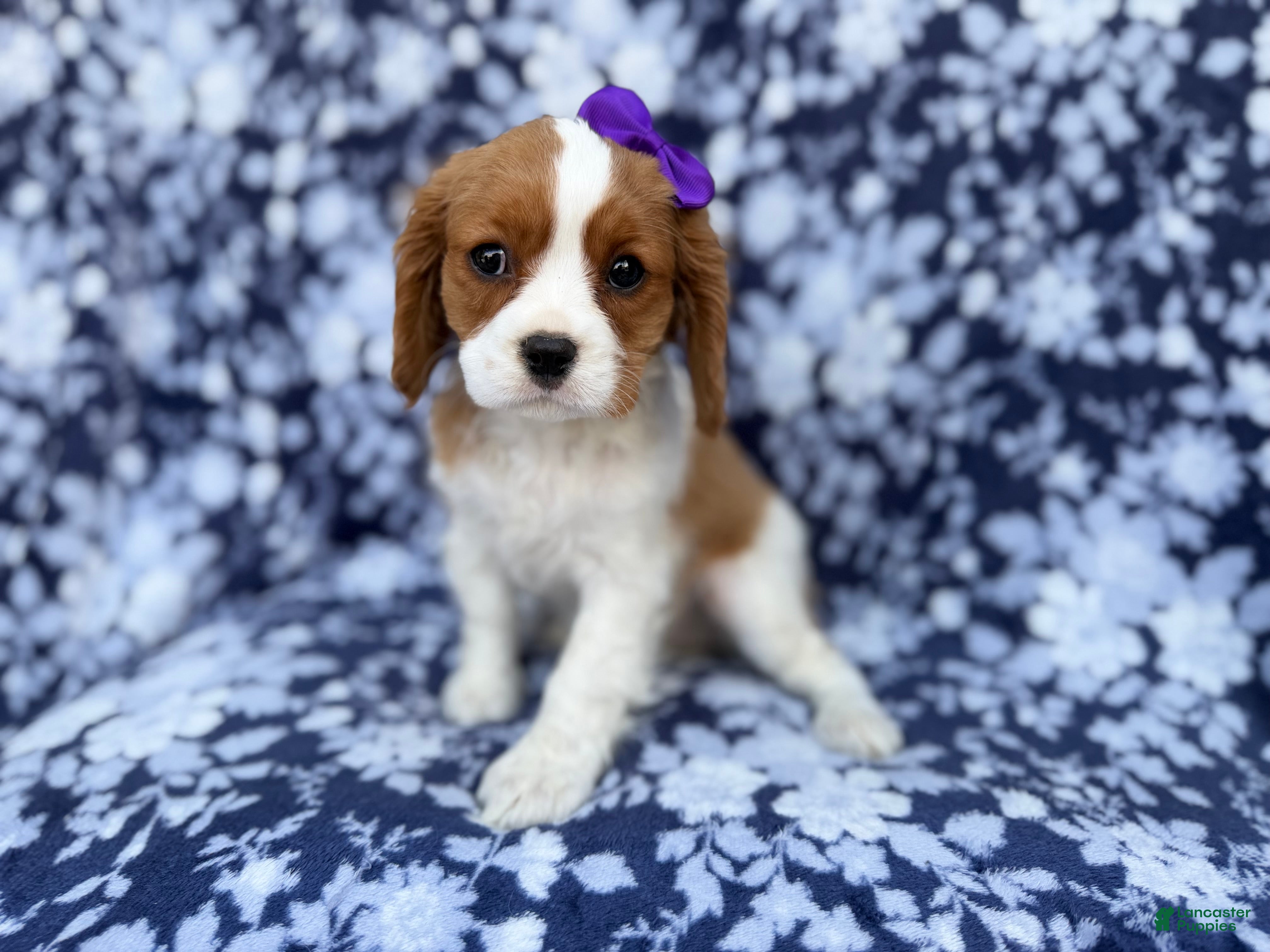 Cavalier King Charles Spaniel dogs Snowflake  - Ad 8