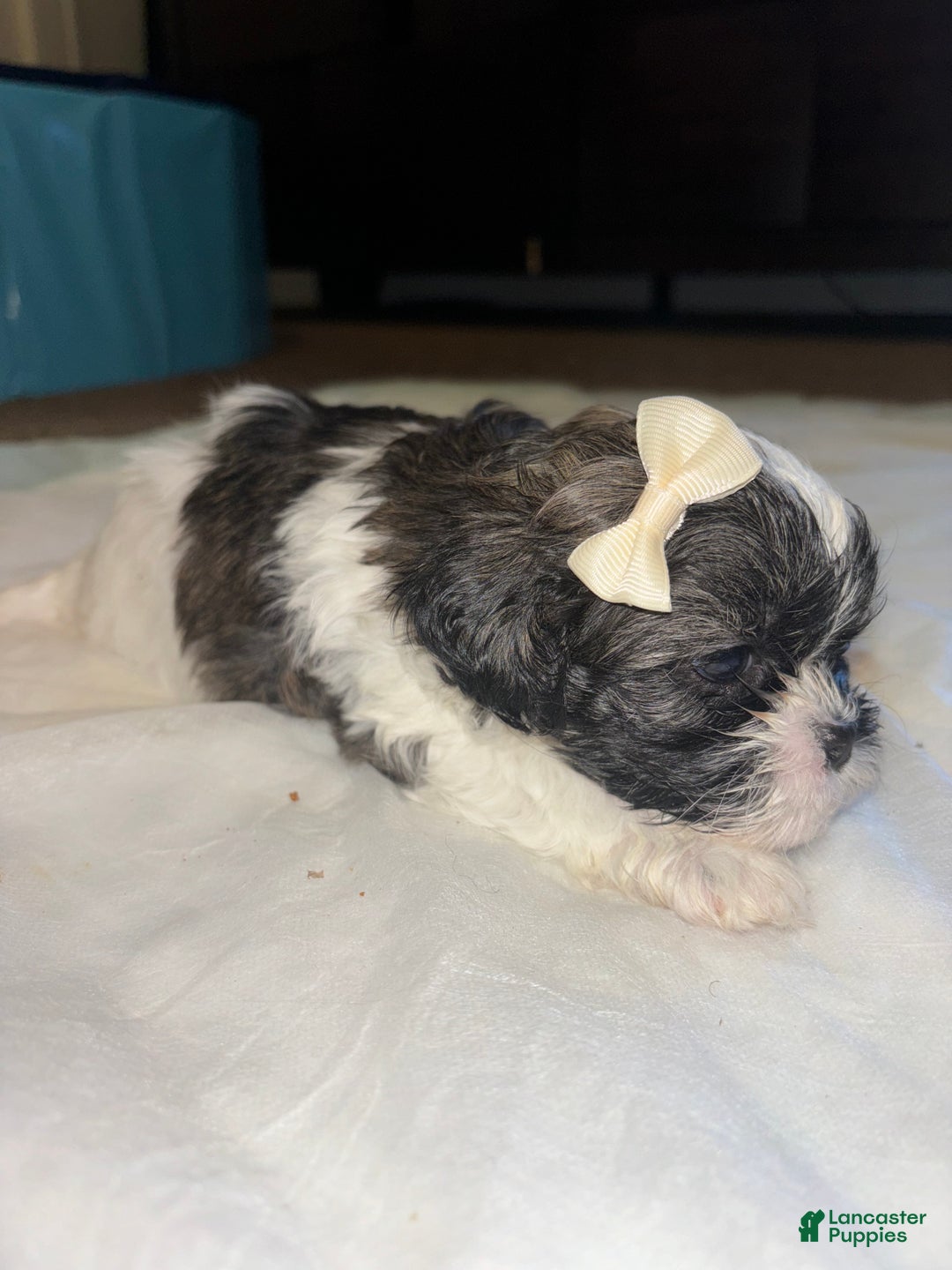 Shihpoo dogs for sale: Shihpoo Puppy 2 - Ad 4