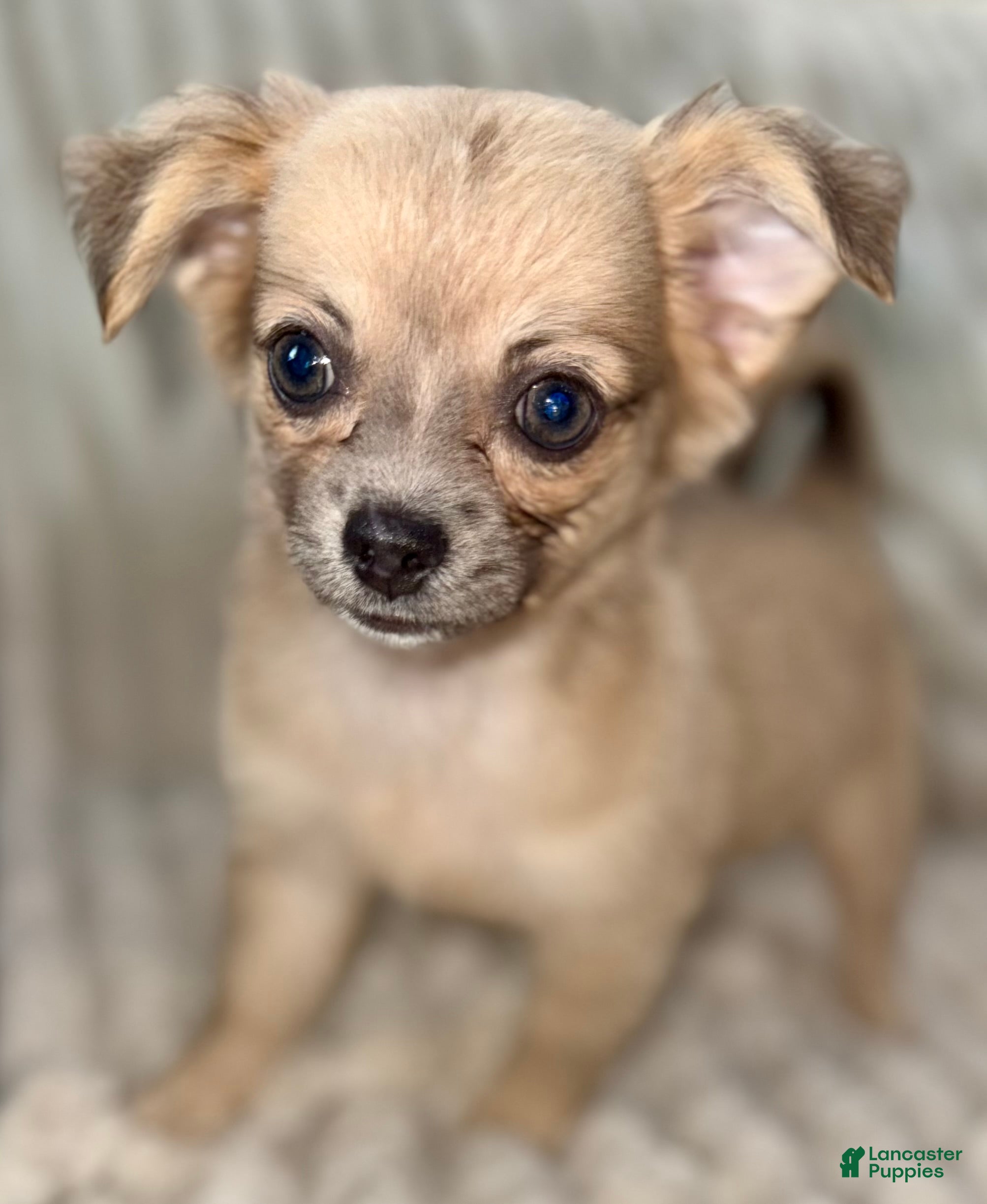 Chihuahua dogs May - Ad 1