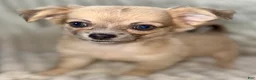 Chihuahua dogs for sale: May - Ad 1