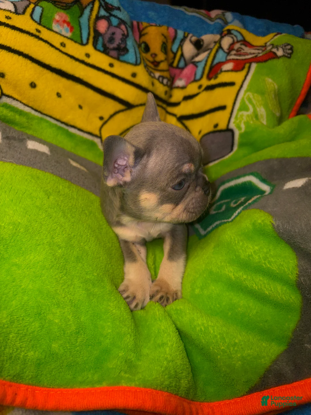 French Bulldog dogs for sale: Laila lilac & fawn - Ad 2