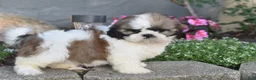 Shih Tzu dogs for sale: Barbie - Ad 5