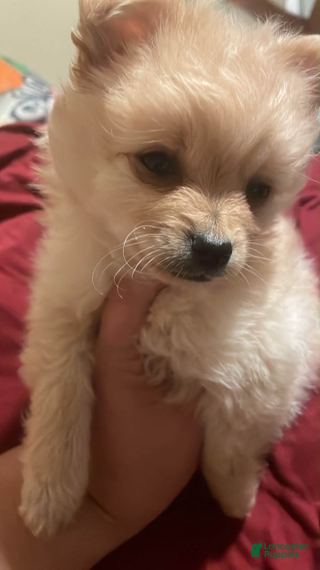 Pomchi dogs Snowy - Ad 13