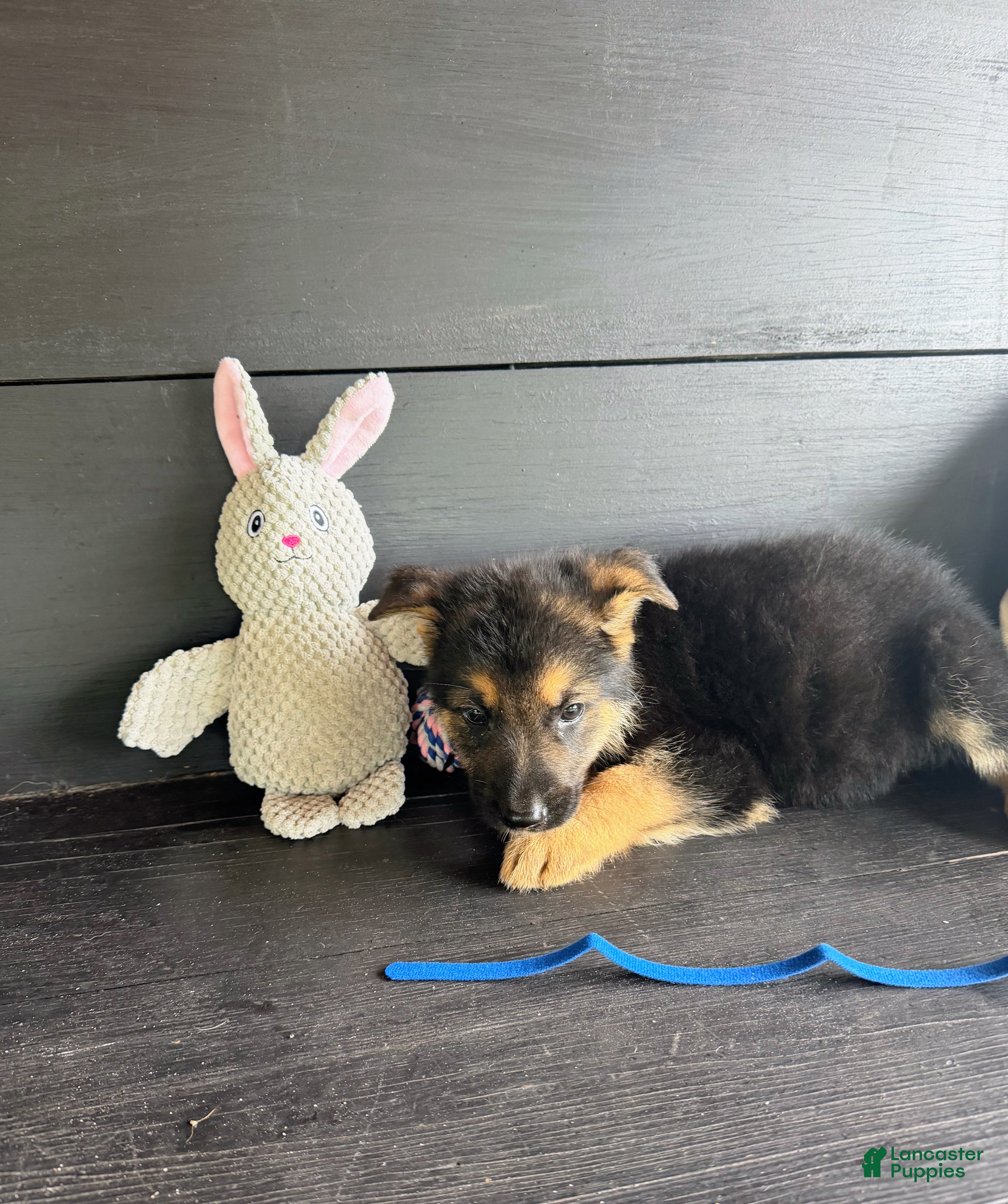 German Shepherd dogs Axle - Ad 10