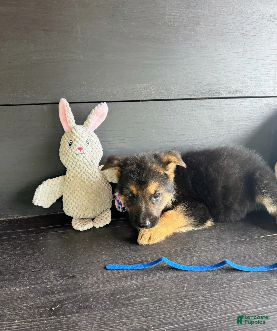 German Shepherd dogs for sale: Axle - Ad 1