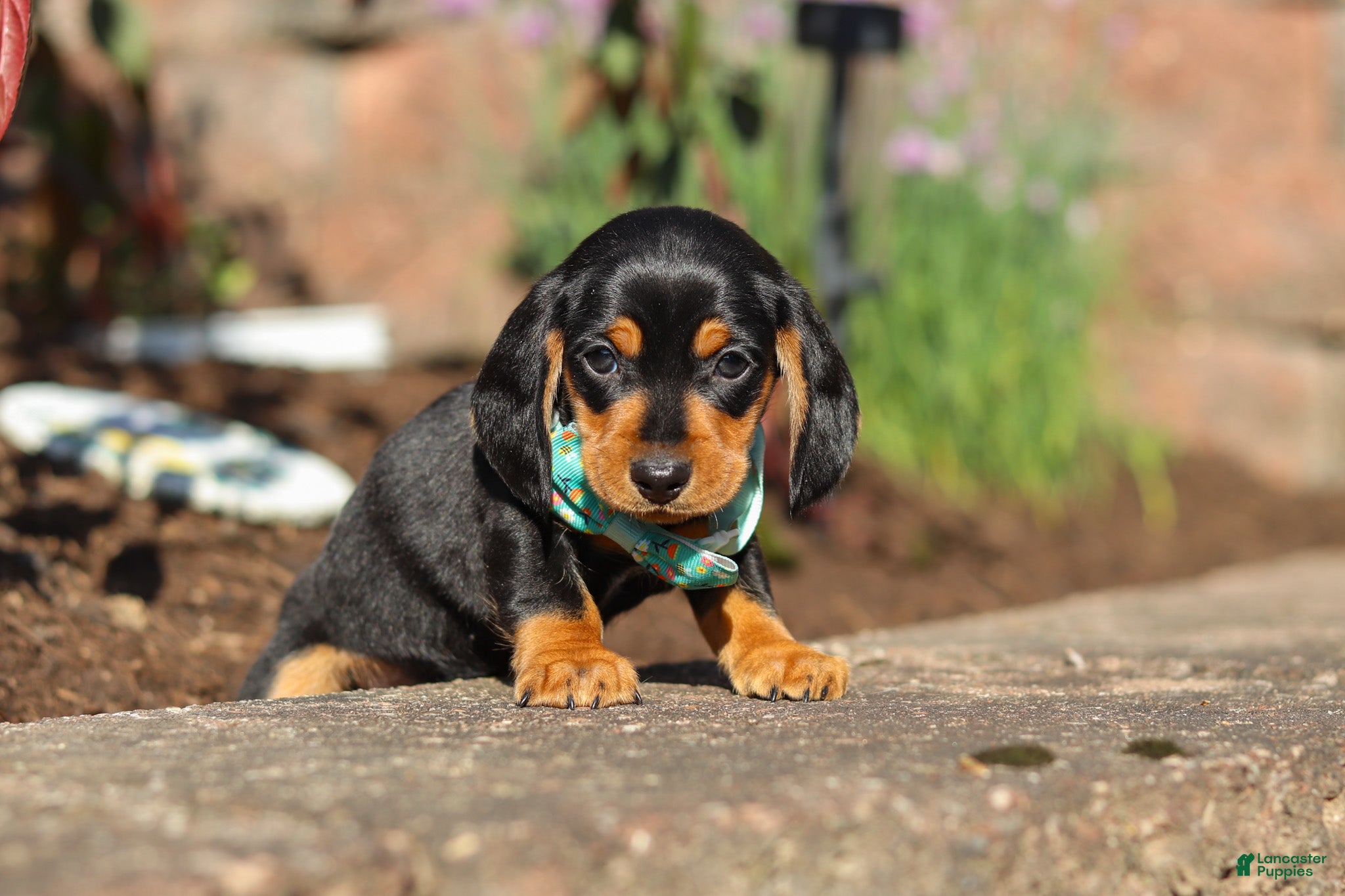 Miniature Dachshund dogs Luca - Ad 2