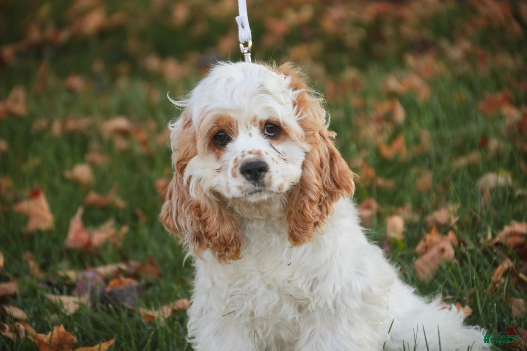 Cocker Spaniel dogs for sale: Ash Cocker Spaniel  - Ad 2