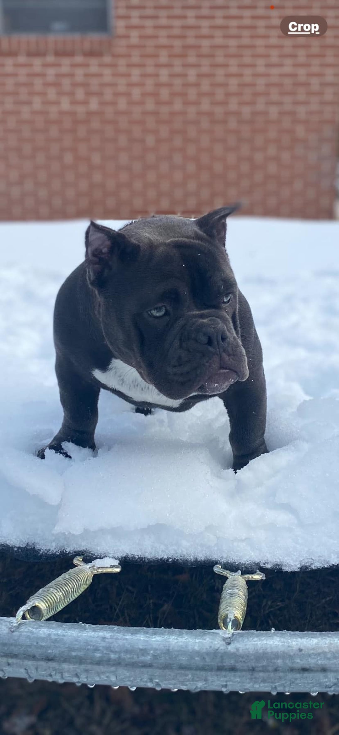 American Bully dogs for sale: American Bully Puppy 2 - Ad 2