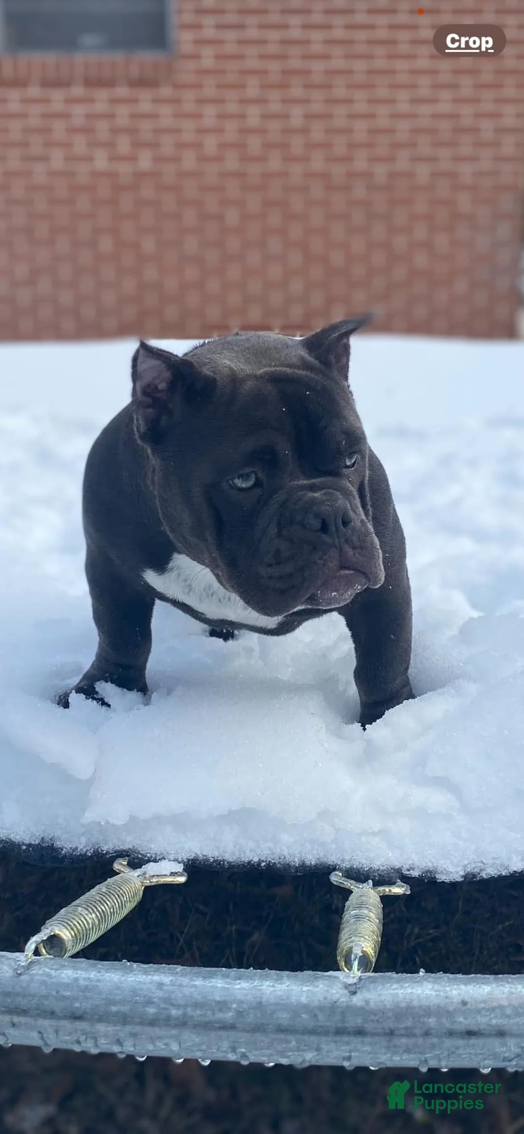 American Bully dogs for sale: American Bully Puppy 2 - Ad 2