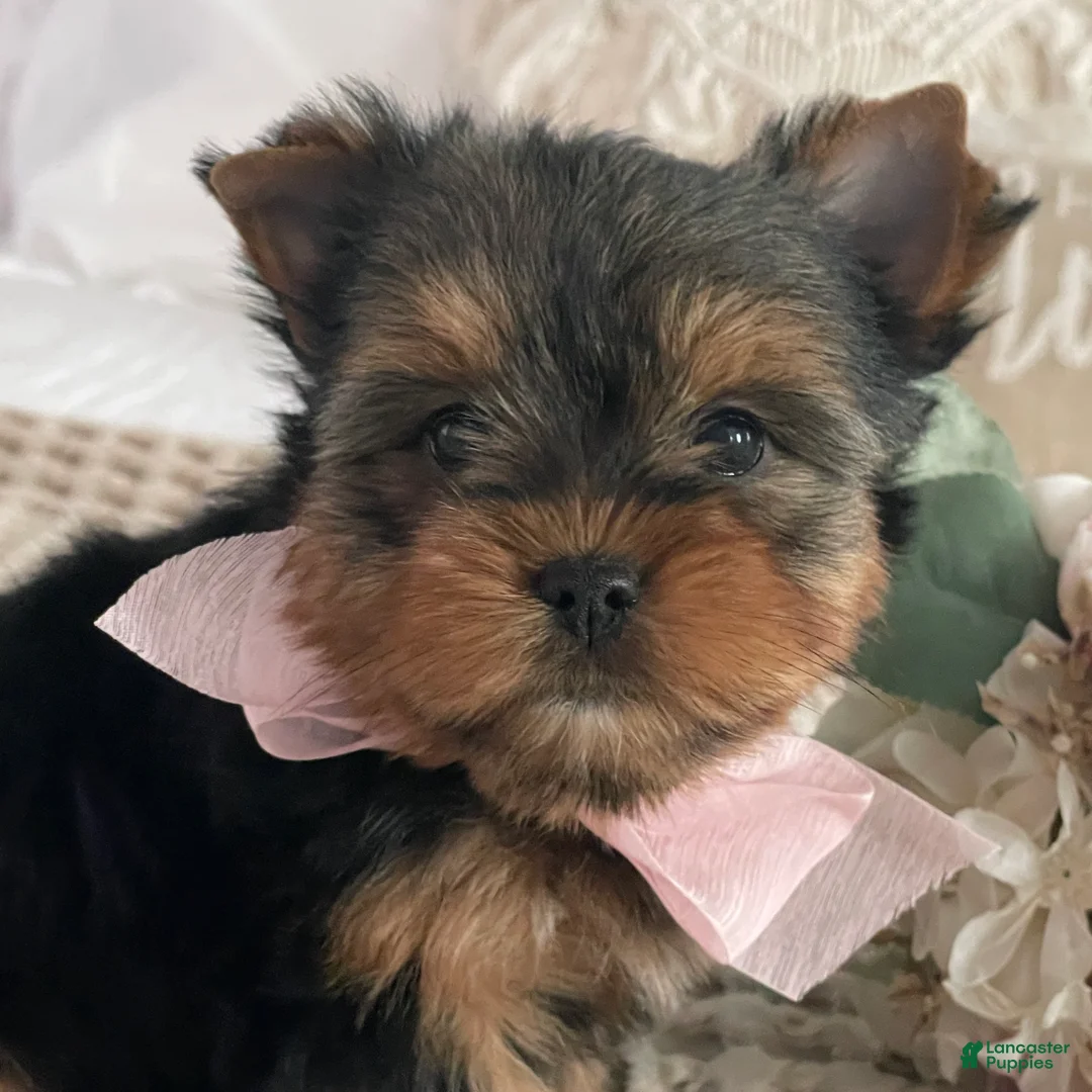 Yorkshire Terrier dogs for sale: Nita - Ad 4