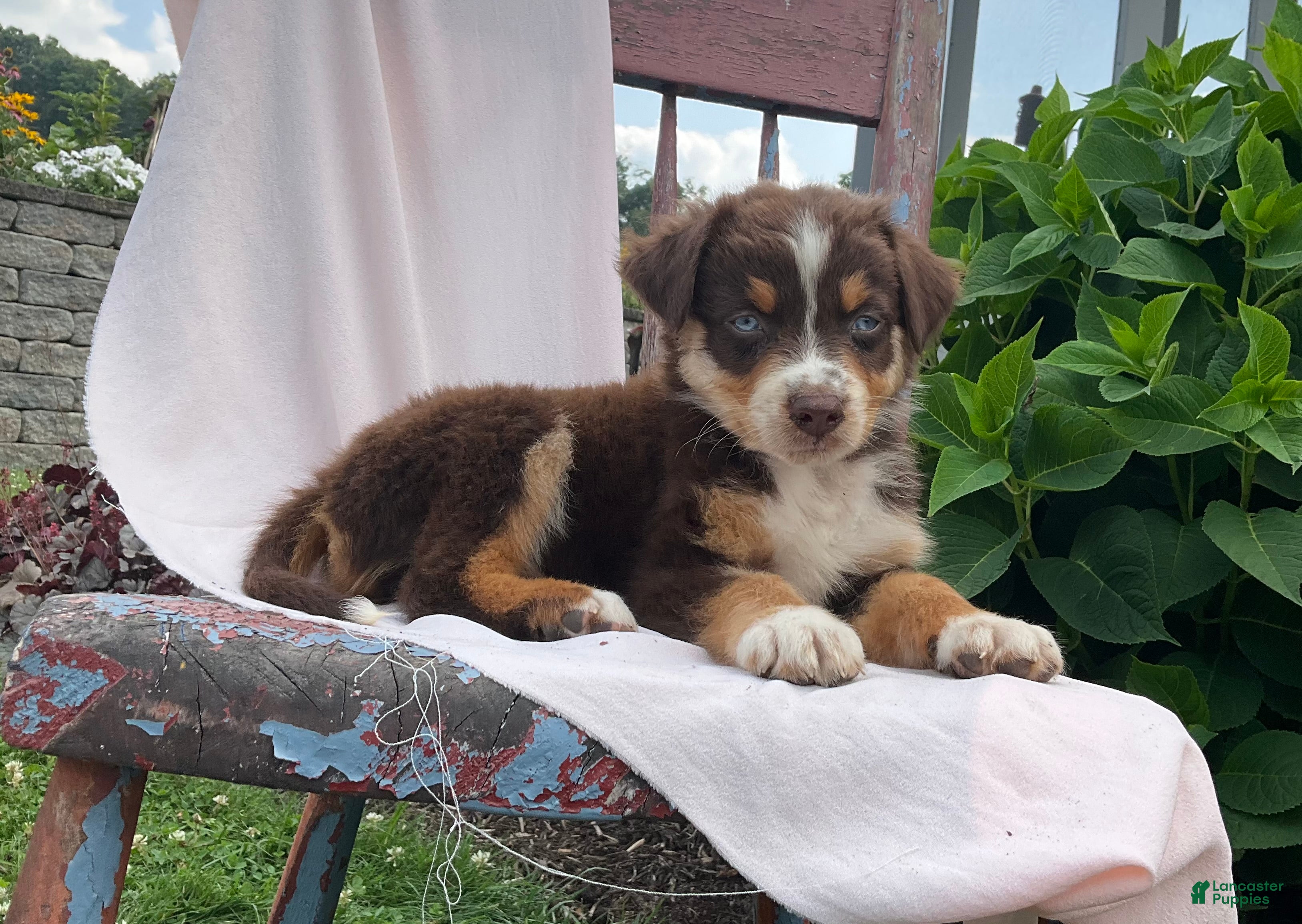 Australian Shepherd dogs Jaxson - Ad 1