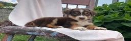 Australian Shepherd dogs for sale: Jaxson - Ad 1
