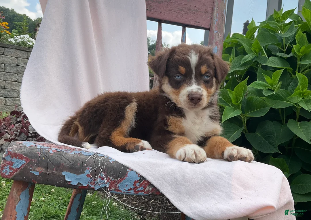 Australian Shepherd dogs for sale: Jaxson - Ad 1
