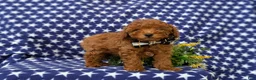 Miniature Poodle dogs for sale: Skittles - Ad 6