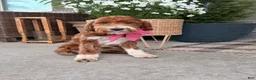Mini Goldendoodle dogs for sale: Honey - Ad 3