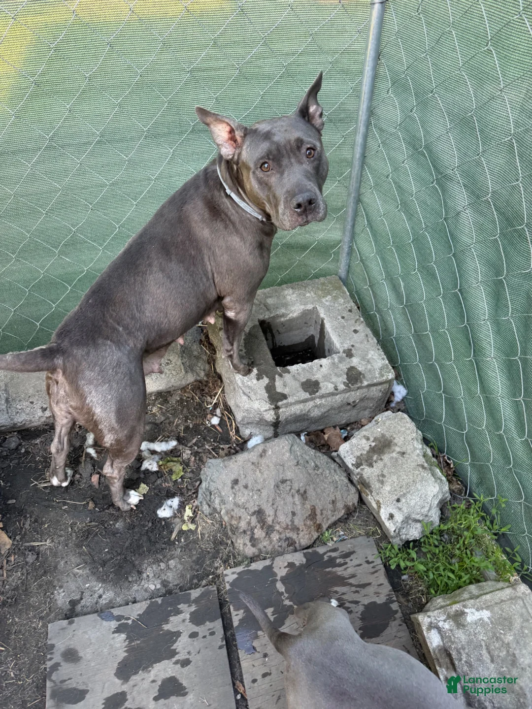 American Pit Bull Terrier dogs for sale: American Pit Bull Terrier 1 - Ad 2