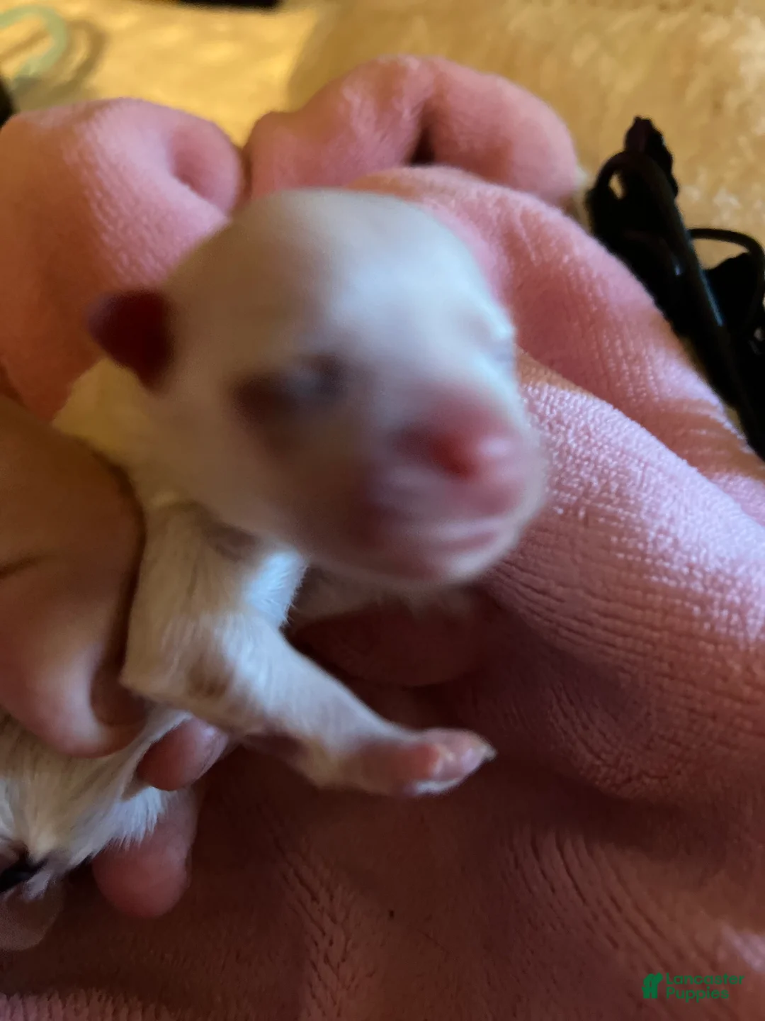 Maltese dogs for sale: Nyla the Korean Maltese - Ad 2
