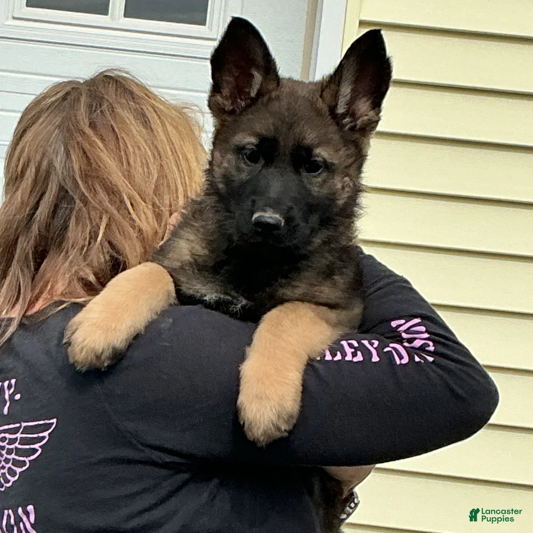 German Shepherd dogs for sale: German Shepherd Puppy 5 - Ad 1