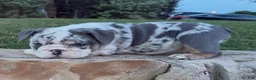 English Bulldog dogs for sale: Chase - Ad 7