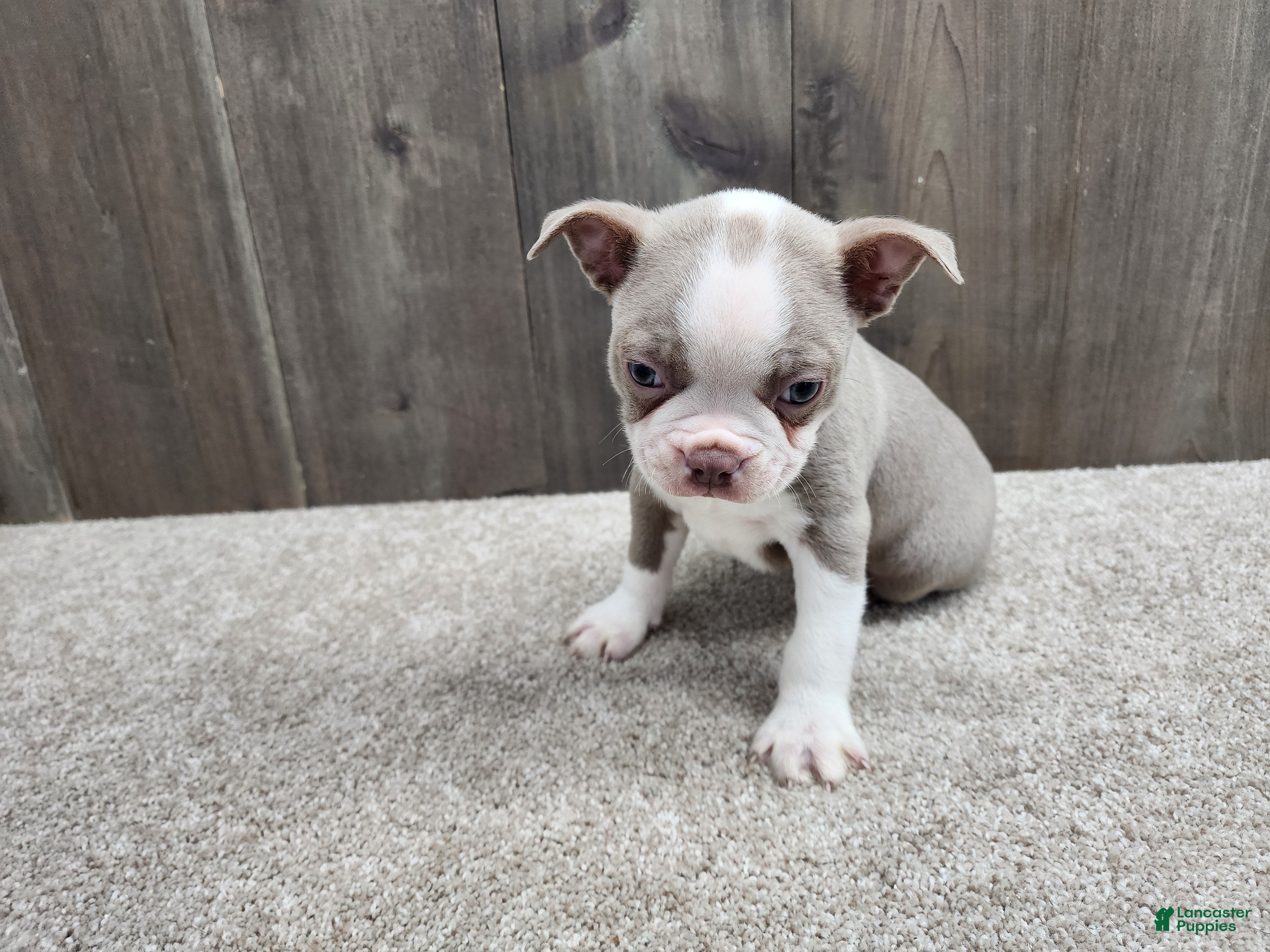 Boston Terrier dogs Boston Terrier Puppy 1 - Ad 1