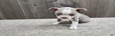 Boston Terrier Puppy 1