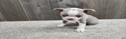 Boston Terrier dogs for sale: Boston Terrier Puppy 1 - Ad 1