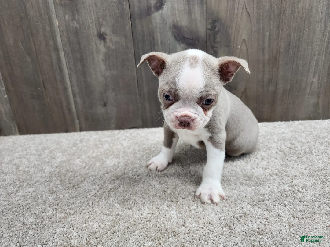 Boston Terrier dogs for sale: Boston Terrier Puppy 1 - Ad 1