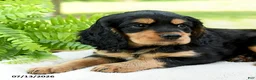 Cockalier dogs for sale: Reeses - Ad 5