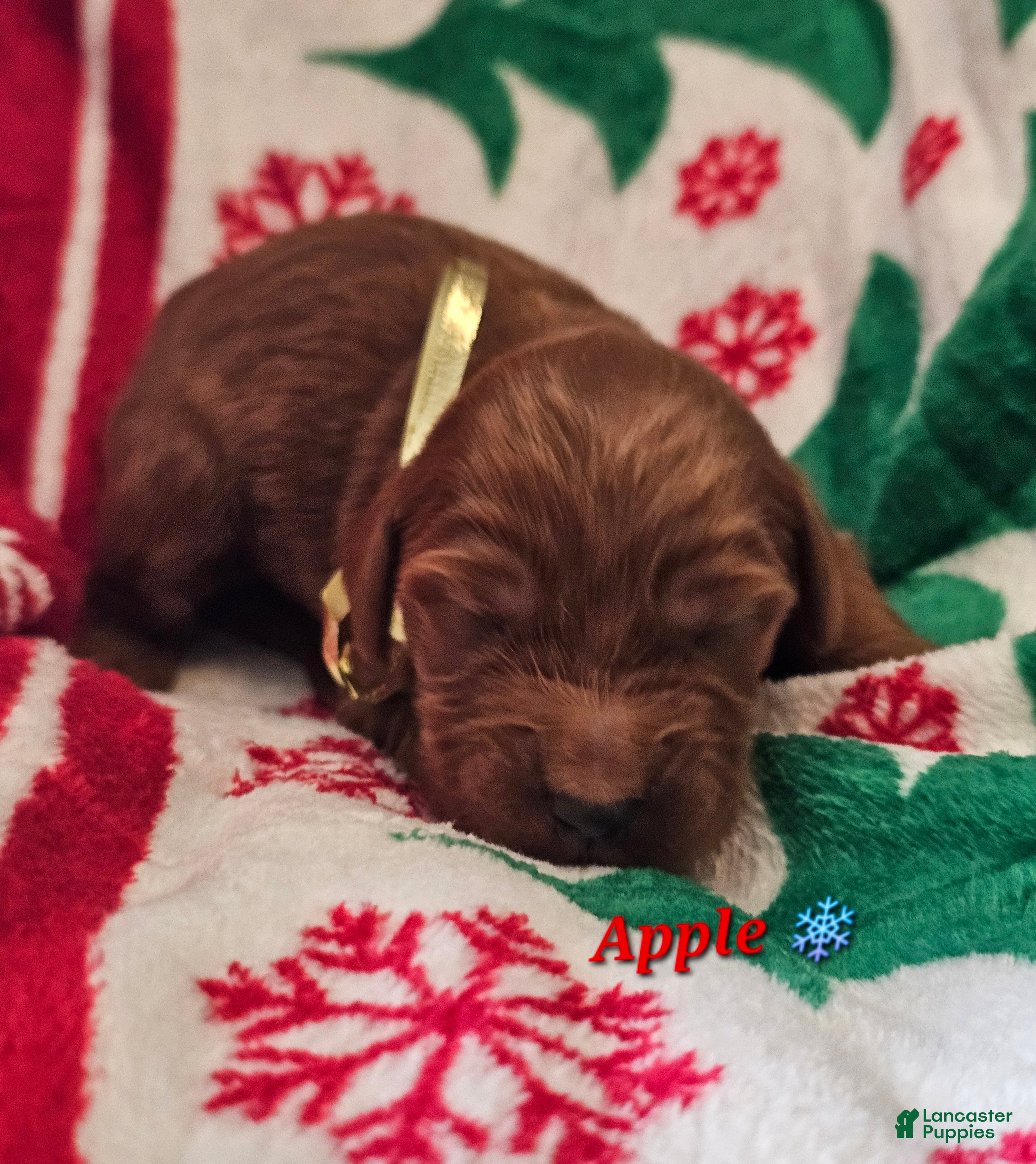 Goldendoodle dogs Apple - Ad 4