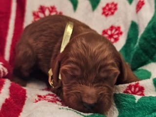 Goldendoodle dogs Apple - Ad 24