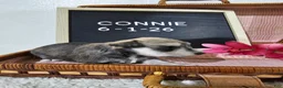 Miniature Schnauzer dogs for sale: Connie - Ad 6
