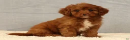 Cavapoo dogs for sale: Kendall - Ad 1