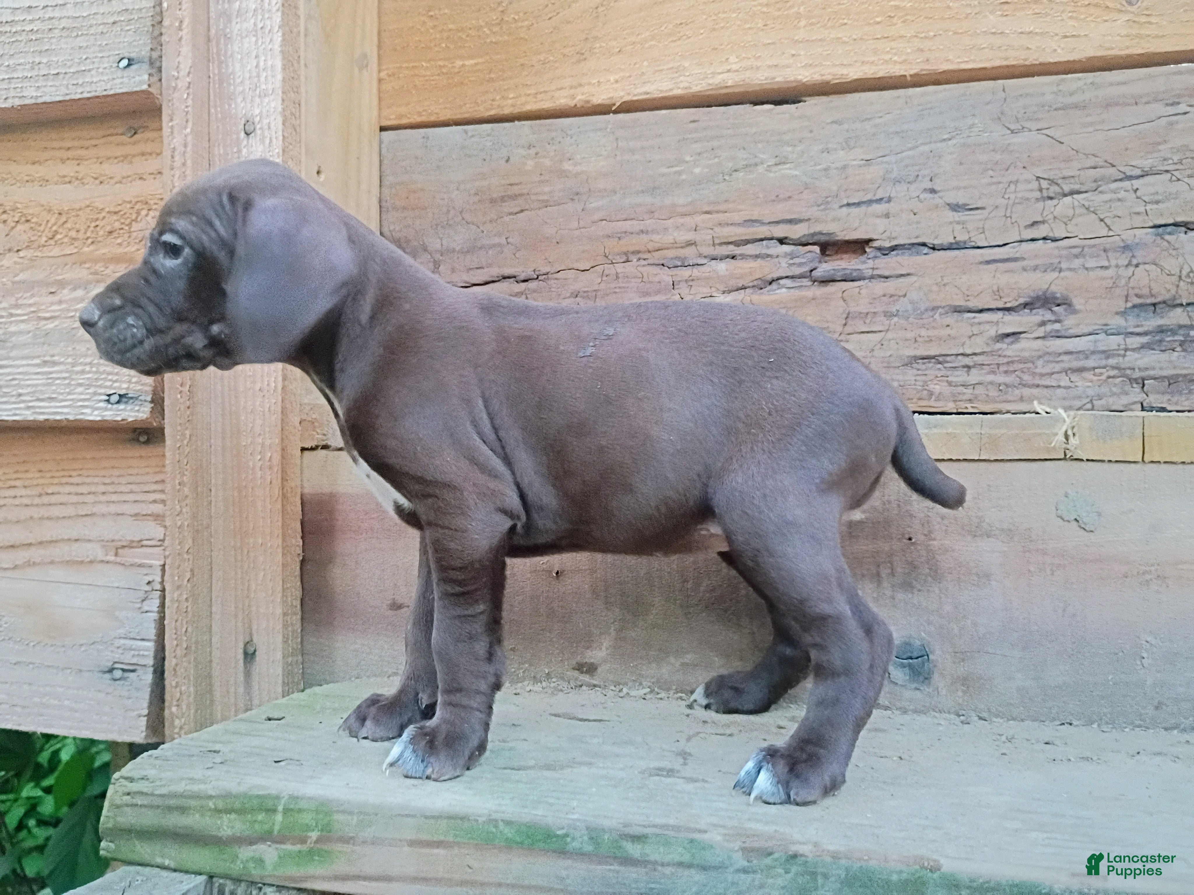 German Shorthaired Pointer dogs German Shorthaired Pointer 5 - Ad 41