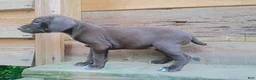 German Shorthaired Pointer dogs for sale: German Shorthaired Pointer 5 - Ad 1