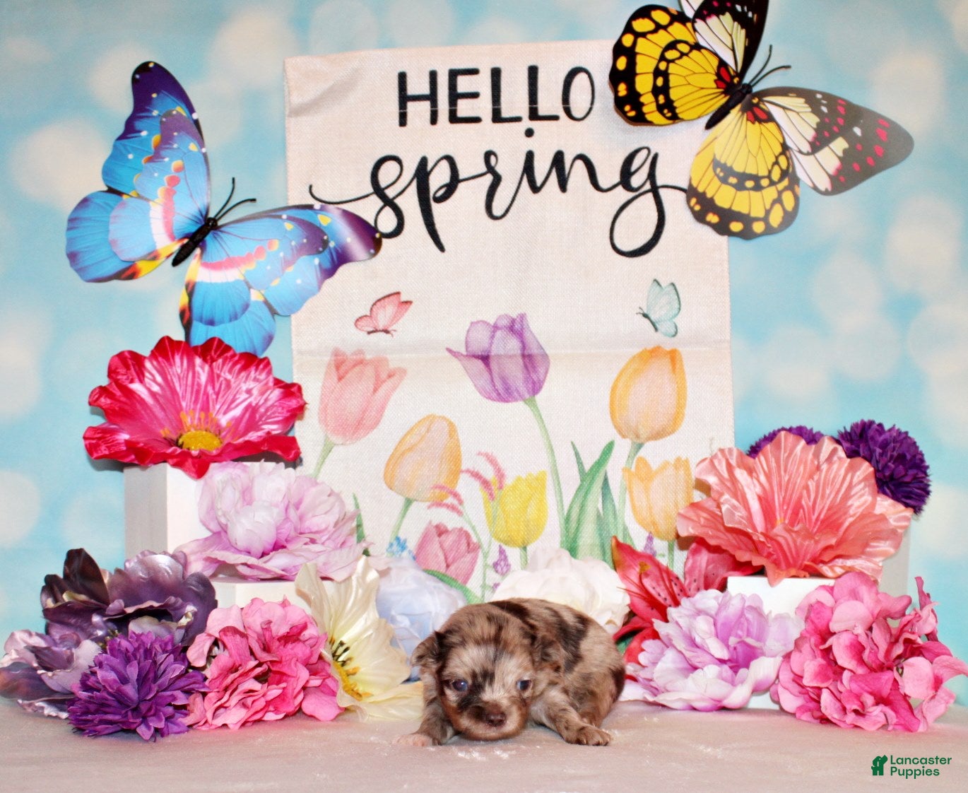 Chihuahua dogs Nebo - Ad 2