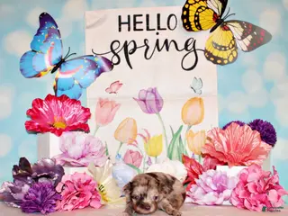 Chihuahua dogs Nebo - Ad 5