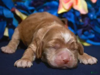 Cockapoo dogs Cockapoo Charlie - Ad 42