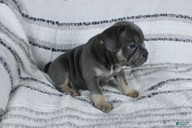 French Bulldog dogs Dick - Ad 2