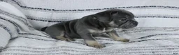 French Bulldog dogs for sale: Dick - Ad 2