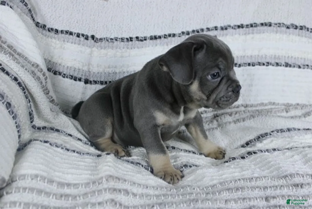 French Bulldog dogs for sale: Dick - Ad 2
