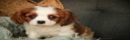 Cavalier King Charles Spaniel dogs for sale: Barnaby - Ad 6