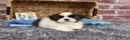 Shih Tzu dogs for sale: Arlo - Ad 6