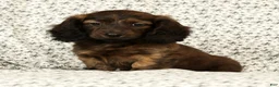 Miniature Dachshund dogs for sale: Oscar - Ad 5